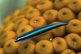 Neon Goby
