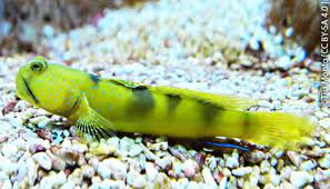 Yellow Watchman Goby