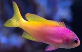 Pictilis Anthias