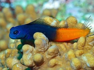 Bicolor Blenny