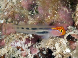 Redheaded goby