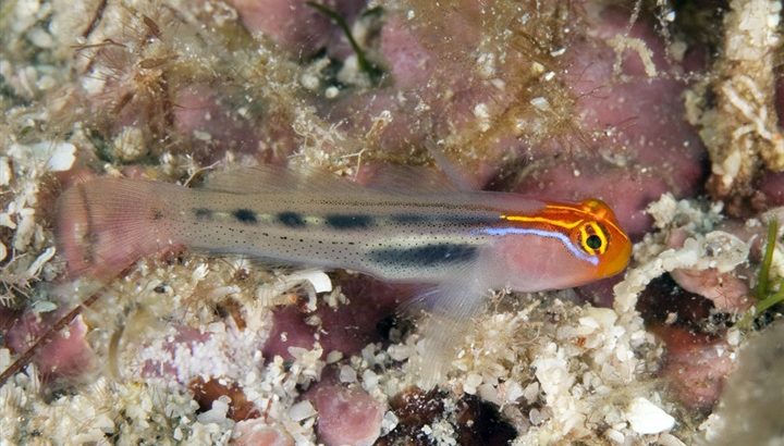 Redheaded goby