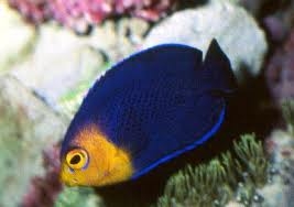 Pygmy Yellowtail Angel
