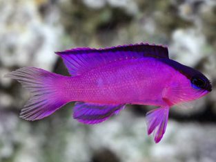 Black Cap Basslet