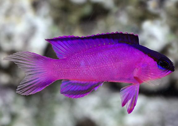 Black Cap Basslet