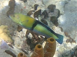 Neon Wrasse