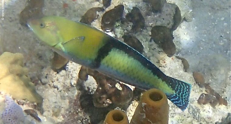 Neon Wrasse