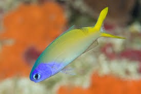 Blue Jaw Tilefish Goby