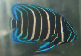 Six Bar Angel (Juv)