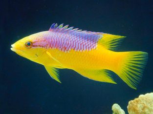 Spanish Hogfish