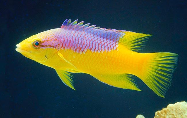 Spanish Hogfish