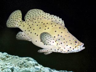 Panther Grouper