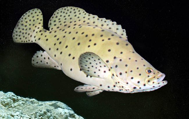 Panther Grouper