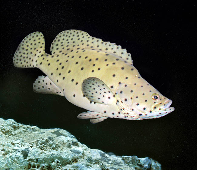 Panther top grouper care