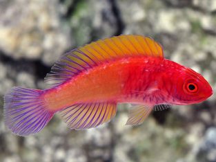 Red Velvet Wrasse