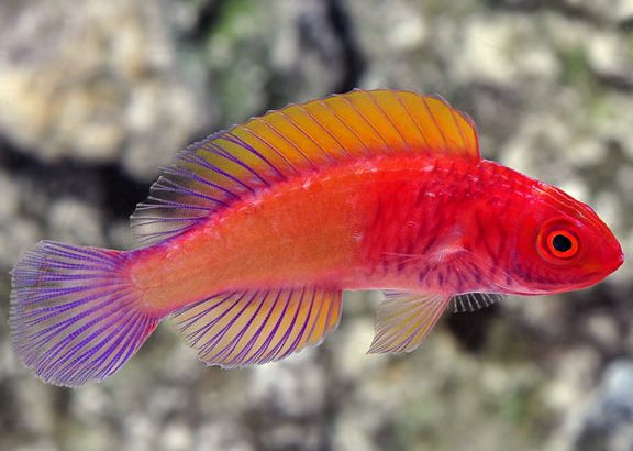 Red Velvet Wrasse