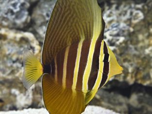 Sailfin Tang