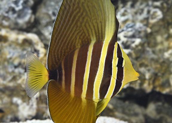 Sailfin Tang