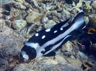 Malcolor Niger Grunts/Sweetlips