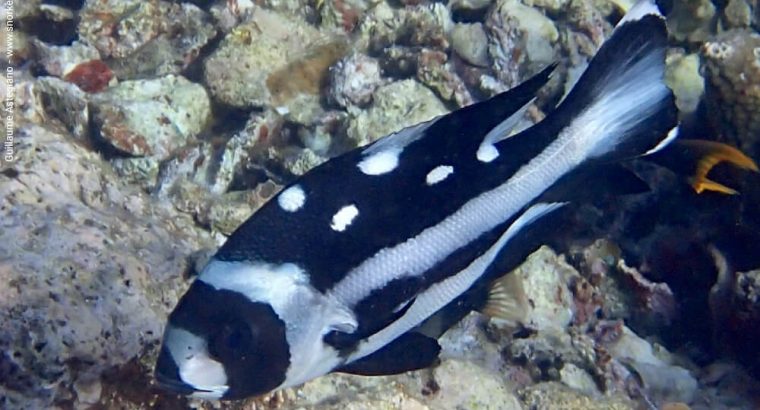 Malcolor Niger Grunts/Sweetlips