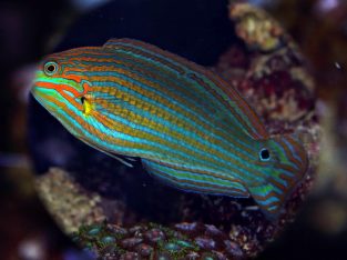 Melanarus Wrasse