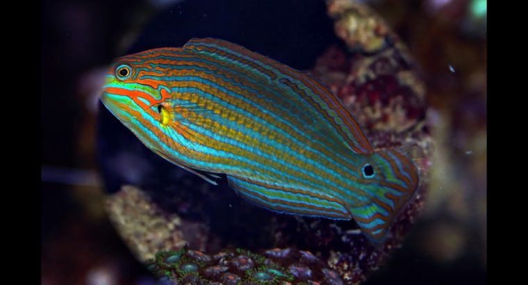 Melanarus Wrasse