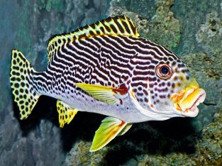 Dogfish Orientalis Grunts/Sweetlips