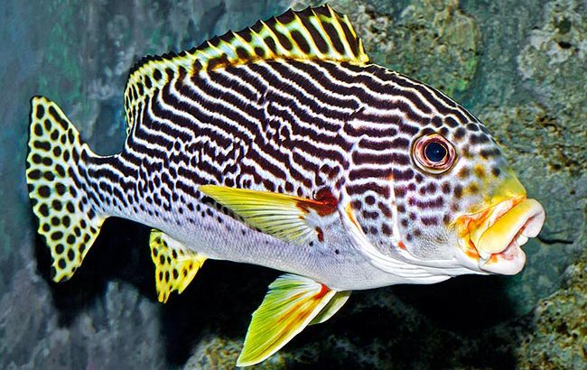 Dogfish Orientalis Grunts/Sweetlips