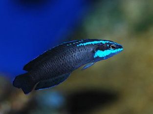 Springeri Pseudochromis