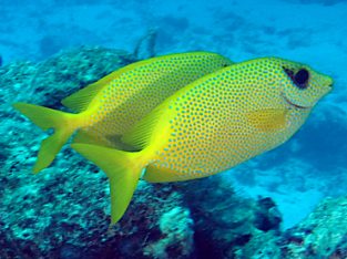 Yellow Rabbitfish