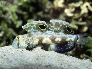 Panda goby