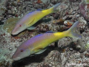 Yellow Goatfish