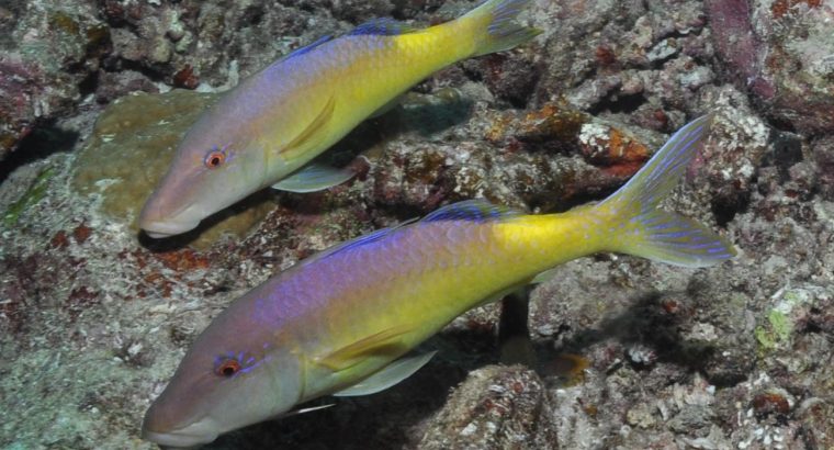Yellow Goatfish