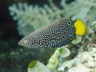 Yellowtail Wrasse