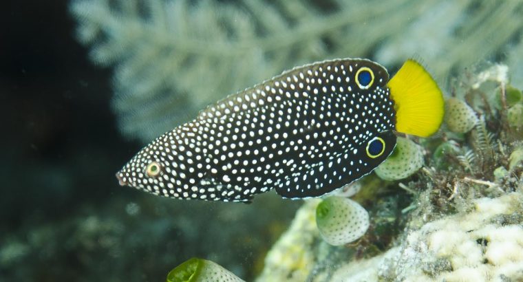 Yellowtail Wrasse