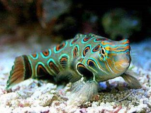 Spotted Mandarin Goby