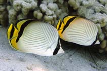 Vagabond Butterfly