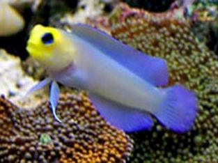 Yellowhead Caribbean Jawfish / Goby