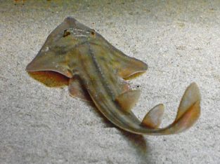 Shovelnose Shark