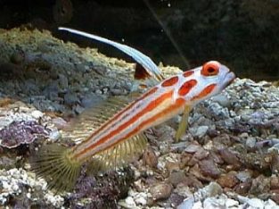 Yasha Hase Shrimp Goby
