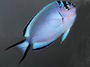 Watanabei Angel (Female)