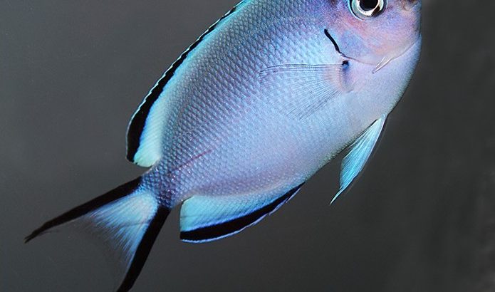 Watanabei Angel (Female)