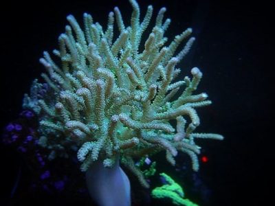 Green Sinularia Leather coral