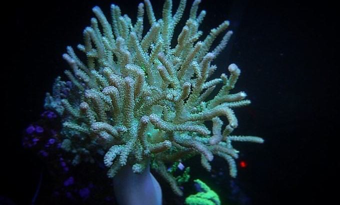 Green Sinularia Leather coral