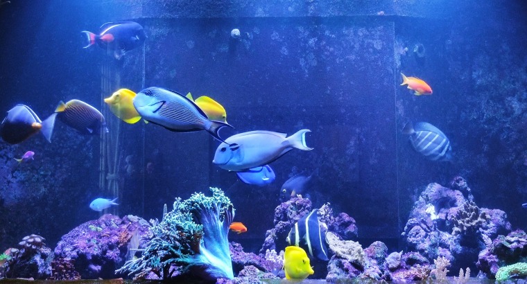 Bioload of an Aquarium: How much is too much?