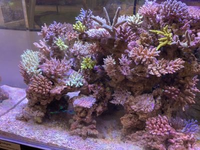 Are you ready to start a Marine Tank?