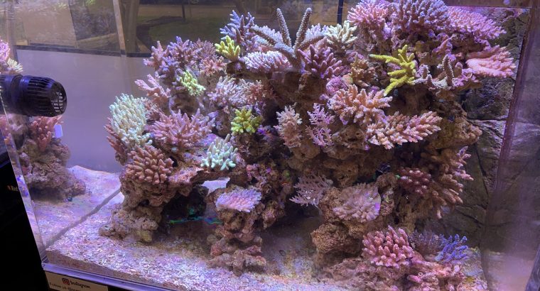 Are you ready to start a Marine Tank?