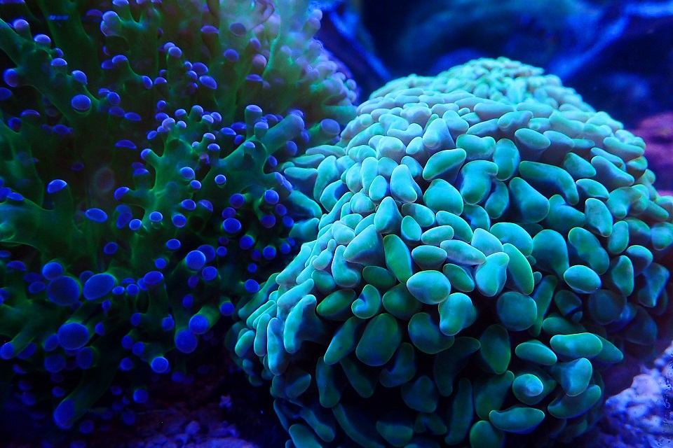 Xepta Reef Infinity Coral Feed 1500ml - Marine Aquatics Ltd.