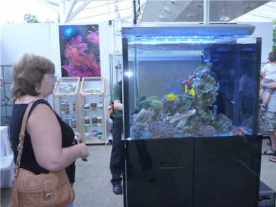 Water clarity in a reef tank