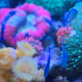 coral tank